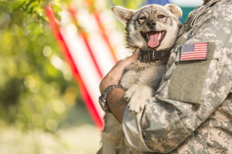 Ways Service Animals Can Help Veterans After Deployment Medals of America