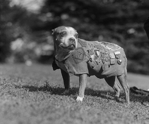 Can Animals Receive Service Medals? - Medals of America Can Animals Receive Service Medals? - Medals of America